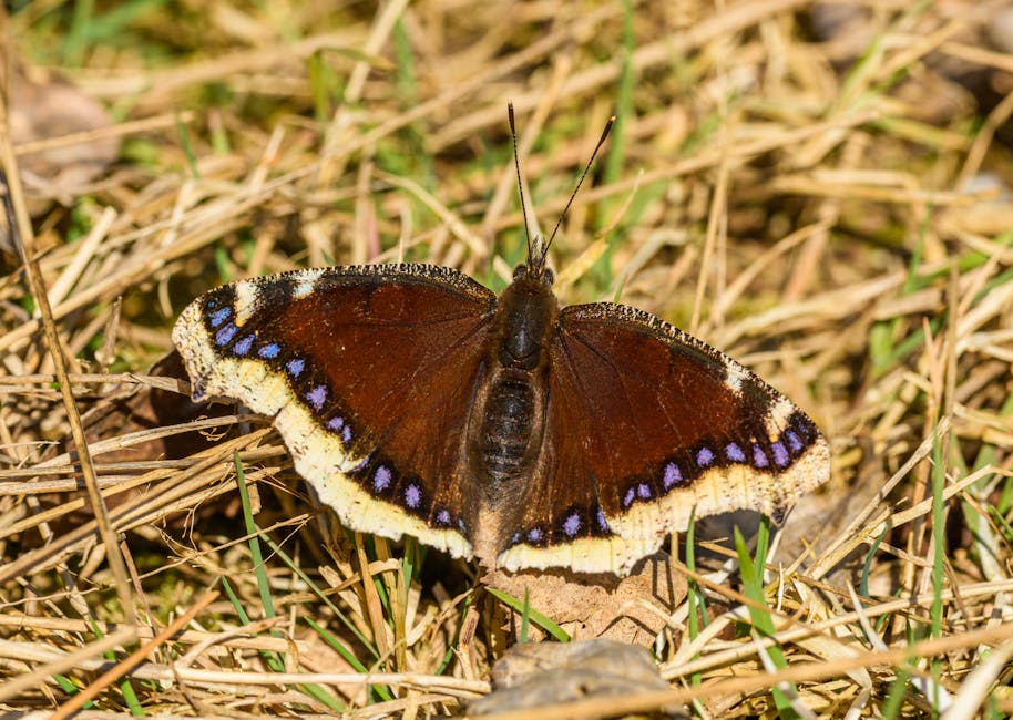 A close-up photograph of a brown butterfly with blue and white markings along its wings, resting on dry grass and small green plants outdoors. The butterfly's wings are fully spread, revealing intricate patterns and textures. The surrounding environment consists of dried grass, twigs, and some fresh green shoots, indicating a natural outdoor setting. The lighting highlights the vivid colors and details of the butterfly’s wing scales, with a blurred background emphasizing the subject. This image showcases the delicate process of nature and can be associated with the outdoor environments where some home relocations might take place, emphasizing the importance of careful handling of outdoor furniture or plants during moving processes, as managed by [COMPANY_NAME].