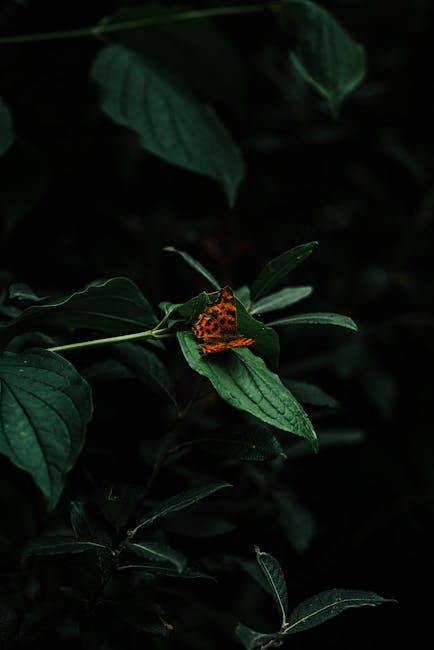 A close-up of a green leafy plant with broad, dark green leaves displaying prominent veins, set against a dark background. In the center of the image, a small orange and black butterfly with intricate wing patterning is perched on one of the leaves, adding a contrasting splash of colour. The plant appears to be indoors or in a shaded environment, with the lighting highlighting the texture of the leaves and the delicate details of the butterfly. This natural scene emphasizes the detail and diversity of plant life, akin to the careful packing and handling involved in home relocation services. The image, related to house removals, subtly underscores the importance of protecting delicate items during transportation, as seen in the gentle positioning of the butterfly on the leaf, a detail that aligns with the careful packing and moving process provided by Man with Van Camberwell.
